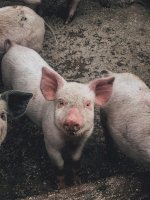 Prase domácí (Sus scrofa domesticus) – Photo by Dan Renco on Unsplash