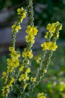 Divizna velkokvětá (Verbascum thapsiforme/Verbascum densiflorum) – Iva Vagnerova/Shutterstock