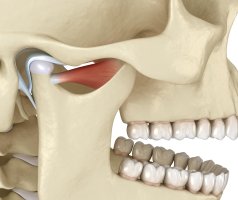 Čelistní kloub (articulatio temporomandibularis), ilustrace – Alex Mit / Shutterstock