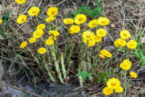 Podběl obecný (Tussilago farfara) – ASANDA ED/Shutterstock