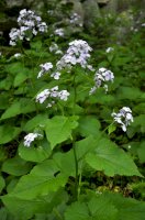 Měsíčnice vytrvalá (Lunaria rediviva) – Orest lyzhechka/Shutterstock