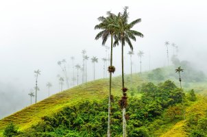 Palmy voskoně (Ceroxylon quindiuense), Kolumbie – SL-Photography / Shutterstock