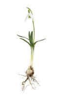 Sněženka podsněžník (Galanthus nivalis) – Tompet/Shutterstock