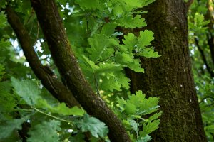 Dub letní (Quercus robur) – simona pavan / Shutterstock
