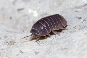 Svinka obecná (Armadillidium vulgare) – JorgeOritz_1976 / Shutterstock