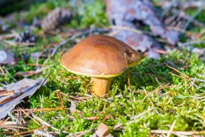 Hřib  suchohřib hnědý (Boletus  Xerocomus badius) – Robson90 / Shutterstock
