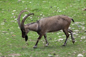 Koza bezoárová (Capra aegagrus) – Wrabgel / Depositphotos