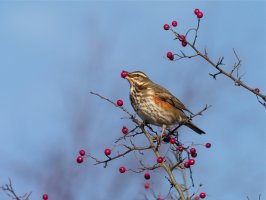 Drozd cvrčala (Turdus iliacus) – Erni / Shutterstock