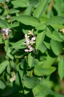 Zimolez černý (Lonicera nigra), květy – Iva Villi/Shutterstock