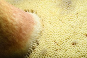 Hymenium – Lisic / Shutterstock