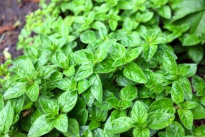 Dobromysl obecná (Origanum vulgare) – cristo95 / Shutterstock