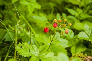 Jahodník obecný (Fragaria vesca) – gubernat/Shutterstock