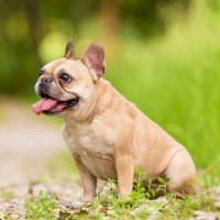 Francouzský buldoček – SasaStock/Shutterstock
