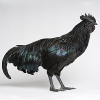 Cemanská slepice (Gallus gallus f. domestica „Ayam Cemani“), kohout – Varga Jozsef Zoltan / Shutterstock