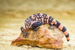 Korovec jedovatý (Heloderma suspectum) – Vaclav Sebek / Shutterstock