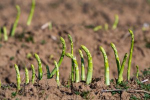 Polní pěstování chřestu (Asparagus officinalis) – msgrafixx / Shutterstock
