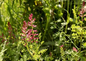 Zemědým lékařský (Fumaria officinalis) – avoferten/Shutterstock