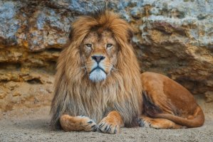 Samec lva pustinného (Panthera leo) – Boris Kopaj / Shutterstock