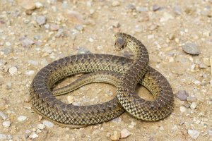 Širohlavec ještěrčí (Malpolon monspessulanus) – Juan Aceituno / Shutterstock