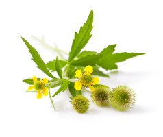 Kuklík městský (Geum urbanum) – Lopatin Anton/Shutterstock