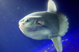Měsíčník svítivý (Mola mola) – feathercollector / Shutterstock