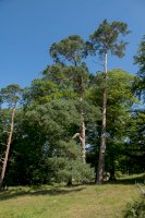 Borovice lesní (Pinus sylvestris) – Peter Turner Photography/Shutterstock