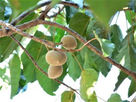 Tungovník molucký (Aleurites moluccana), detail stromu s listy a plody – Putranusa / Shutterstock
