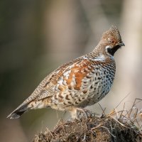 Jeřábek lesní – Peter Bino Wild Nature / Shutterstock