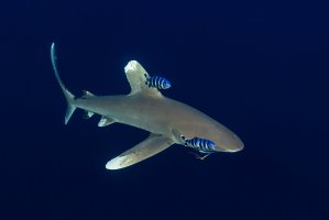 Lodivodi mořští (Naucrates ductor), doprovázející žraloka dlouhoploutvého, Egypt, Rudé moře – Subphoto.com / Shutterstock