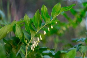Kokořík mnohokvětý (Polygonatum multiflorum) – Ihor Hvozdetskyi/Shutterstock