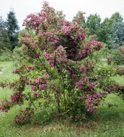 Weigela florida – Profimedia.cz