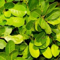Maté - cesmína paraguayská (Ilex paraguariensis) – Pablo Rodriguez Merkel / Shutterstock