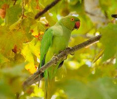 Alexandr malý (Psittacula krameri) – Carol La Rosa / Shutterstock