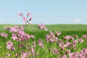 Kohoutek luční – Malivan_Iuliia/Shutterstock