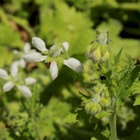 Žahavice žahavá (Blumenbachia hieronymii) – RukiMedia/Shutterstock