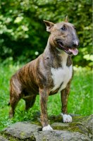 Anglický bulteriér – IvetaH/Shutterstock