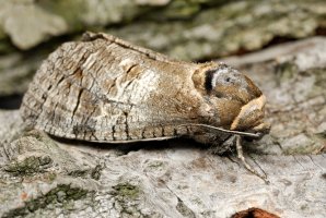 Drvopleň obecný (Cossus cossus) – D. Kucharski K. Kucharska / Shutterstock