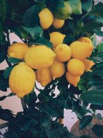 Citroník – Photo by Ernest Porzi on Unsplash