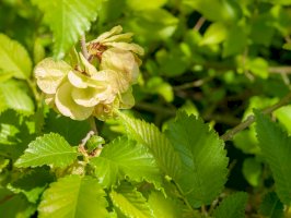 Jilm vaz (Ulmus laevis) – allgoo/Shutterstock
