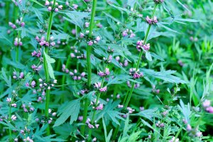 Srdečník obecný (Leonurus cardiaca) – lzf/Depositphotos