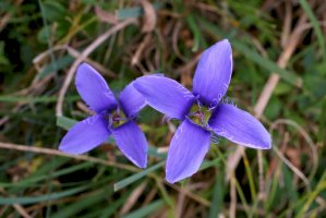 Hořeček brvitý (Gentianopsis ciliata) – Vankich1/Shutterstock