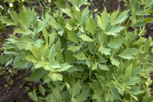 Libeček lékařský (Levisticum officinale) – CL-Medien/Shutterstock