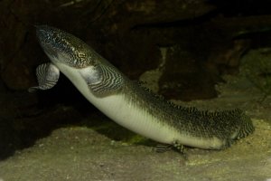 Bahník africký (Protopterus annectens) – Podolnaya Elena / Shutterstock