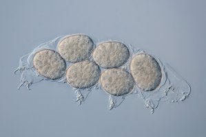 Želvuška Hypsibius dujardini – Lebendkulturen.de / Shutterstock
