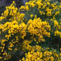 Keř hlodáše evropského (Ulex europeaus) – Philip Bird LRPS CPAGB / Shutterstock