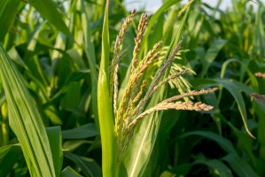 Kukuřice setá (Zea mays) – rootstock/Shutterstock
