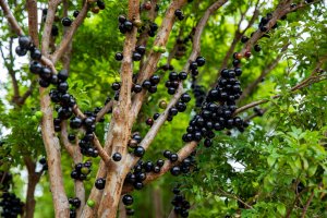 Plody na kmeni stromu Myrciaria cauliflora, resp. Plinia cauliflora – litchima / Shutterstock
