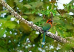 Momot skořicový (Baryphthengus martii) – SL-Photography / Shutterstock