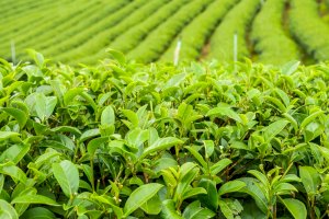 Čajovník čínský (Camellia sinensis) – JoeyPhoto/Shutterstock