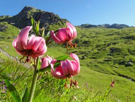 Lilie zlatohlavá (Lilium martagon) neboli zlatohlávek, Vallee Etroite, Francie – BergeImLicht / Shutterstock